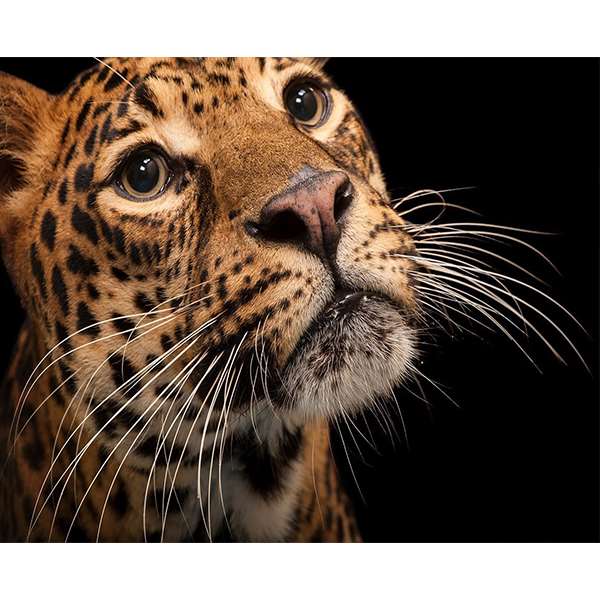 AFRICAN LEOPARD NATIONAL GEOGRAPHIC 